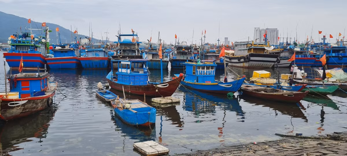 Không chỉ có các tàu lớn đánh bắt xa bờ, nhiều ghe thuyền nhỏ cũng tập trung tại đây. 