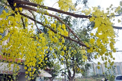 Chị Nguyễn Thị Khuyên (quận Tân Phú) cảm thán: “Khi nắng hạ ùa về cũng là lúc hàng cây Osaka vàng trút sạch lá, thay vào đó là cành hoa vàng rực rỡ, thẹn thùng khẽ “nói” với gió, rồi điệu đà khoe sắc giữa phố phường Sài Gòn”.