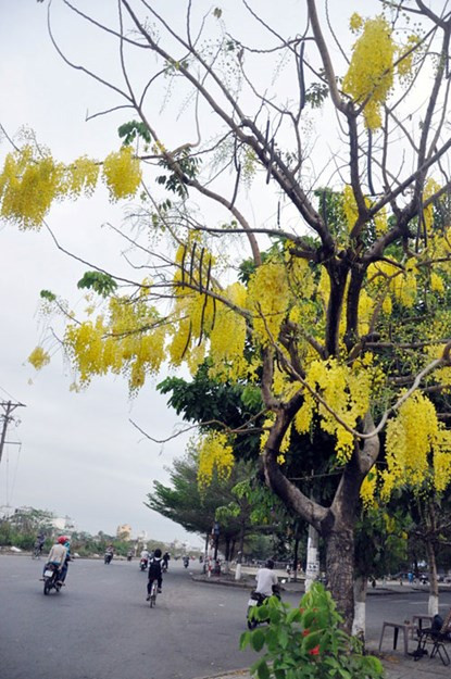 Tuy là loại hoa nở quanh năm nhưng tới tháng 3, tháng 4 hàng năm, hoa đồng loạt kết chùm nở khoe sắc dưới nắng.