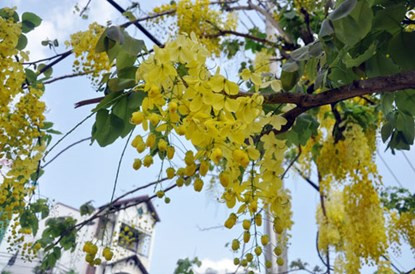 Hoa Osaka trải dài trên khắp đường làm dịu đi cái nắng nóng, ngột ngạt của đất trời phương Nam. Từng chùm hoa Osaka thả xuống đong đưa như những dây lồng đèn khiến bao người xốn xang.