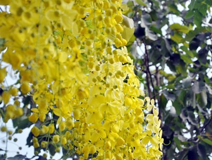 Chùm hoa khoe sắc tuyệt đẹp.