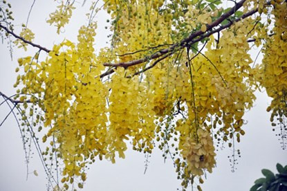 Loài hoa vàng rực này có nhiều cái tên kiêu sa như Osaka, muồng hoàng yến, muồng hoàng hậu, bò cạp nước, lồng đèn, mai dây, mai nở muộn.