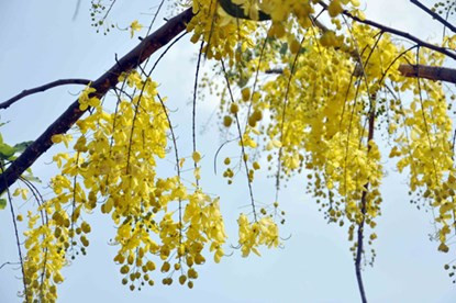 Những chùm hoa đủng đỉnh trong gió nhẹ.