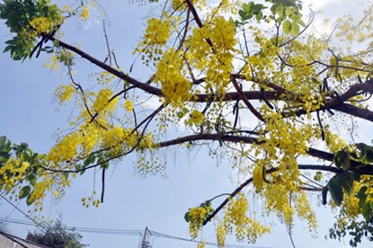 Hoa vàng rực trên nền trời trong xanh.