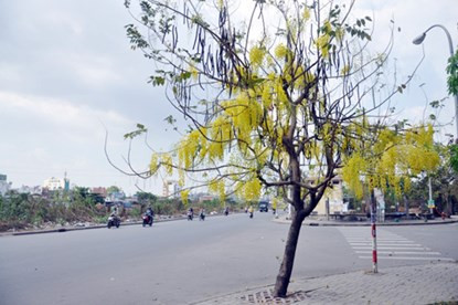 Trong khi đó, anh Ngọc Khôi nhận xét: “Những ngày này đi dọc các con đường, tôi thấy hoa nở vàng rực làm đường phố ngập tràn ánh nắng, đẹp như một bức tranh”.