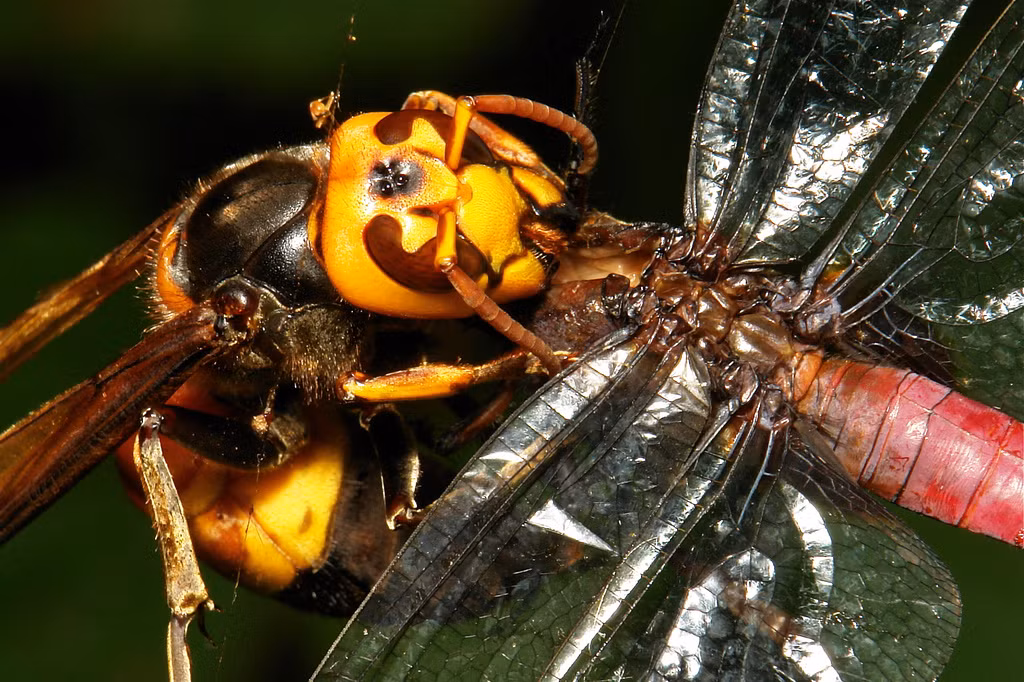 Ong bắp cày khổng lồ châu Á là kẻ săn mồi nguy hiểm. Thức ăn của chúng chủ yếu là bọ ngựa, ong và các loài côn trùng lớn. Loại ong này có thể xóa sổ hoàn toàn các tổ ong có hàng nghìn con bằng cách ăn cắp mật ong và nhộng ong.