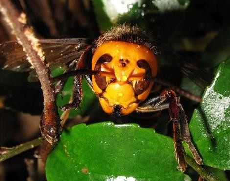 Loài ong giết chết người này phát triển với số lượng lớn và gây ra nhiều rắc rối. Ông Eric Darrouzet, một nhà sinh học thuộc Viện Nghiên cứu Sinh học Côn trùng (IRBI), cho biết, mỗi ngày ông phải triệt phá ít nhất 6 tổ ong bắp cày châu Á tại vùng Landes trên bờ biển Đại Tây Dương. Mỗi tổ ong chứa hàng ngàn con.