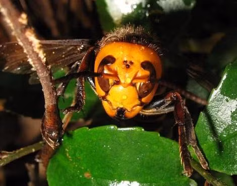 Loài ong giết chết người này phát triển với số lượng lớn và gây ra nhiều rắc rối. Ông Eric Darrouzet, một nhà sinh học thuộc Viện Nghiên cứu Sinh học Côn trùng (IRBI), cho biết, mỗi ngày ông phải triệt phá ít nhất 6 tổ ong bắp cày châu Á tại vùng Landes trên bờ biển Đại Tây Dương. Mỗi tổ ong chứa hàng ngàn con.