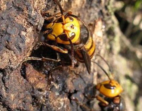 Chúng xuất hiện ở khắp nơi, từ vườn, hộp thư, bộ tản nhiệt ở xe, tới các thùng tưới nước. Số lượng ong bắp cày đạt đỉnh điểm vào giữa mùa hè. Mỗi tổ ong dài 20 cm hoặc thậm chí là 70 cm và nằm trên cây.