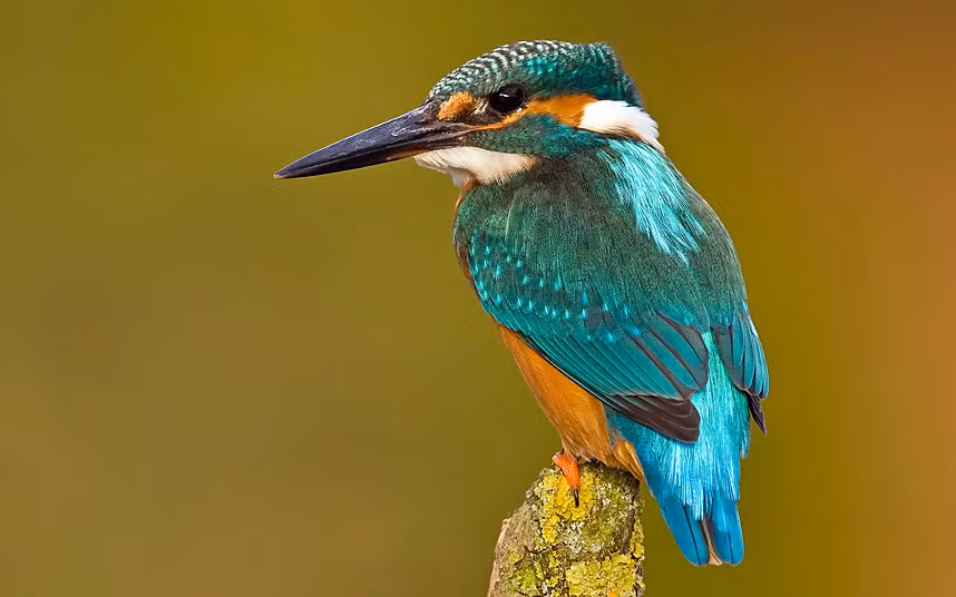 Hơn 70 nghìn người Anh đang cân nhắc bỏ phiếu lựa chọn qua chiến dịch trực tuyến do David tổ chức. Ứng viên tiếp theo là chim bói cá được xem như viên ngọc rực rỡ trong thế giới loài chim của nước Anh. Bộ cánh của loài chim này có màu sắc tươi sáng, bắt mắt.