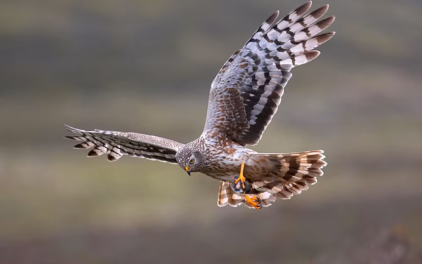 Chim ó xanh. Loài chim quý hiếm ở vùng Lancashire, Anh đang bị đe dọa nghiêm trọng bởi những vụ cháy khủng khiếp.