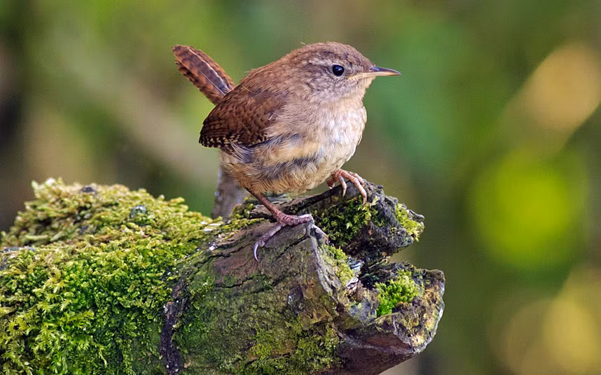 Chim hồng tước là một loài chim nhỏ bé nhưng có tiếng hót khỏe khoắn, ngân nga. Đây là loài chim nhỏ thứ ba ở Anh. Nhà nghiên cứu David Lindo cho rằng nhiều người đã nhầm tưởng chim hồng tước là loài chim quốc gia của Anh.