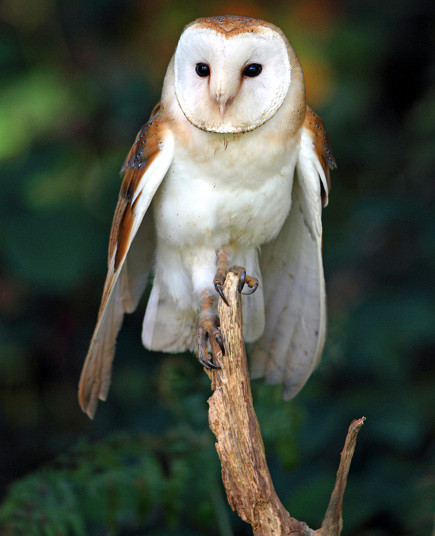 Cú lợn lưng xám. Loài này có mặt hình trái tim, mắt tinh ranh. Hình ảnh bề ngoài ma quái của loài chim này thường gây ám ảnh, đặc biệt khi nó đậu lên đèn pha xe trong buổi đêm.