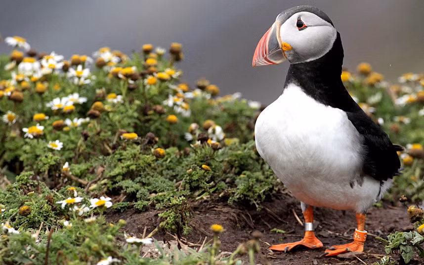 Loài hải âu cổ rụt hay còn gọi là hải âu mỏ sáng, là loài chim biển có cái mỏ có màu sắc rực rỡ trong mùa sinh sản, và nhạt hơn sau khi kết thúc mùa sinh sản. Loài này chỉ xuất hiện ở Anh vào mùa hè.