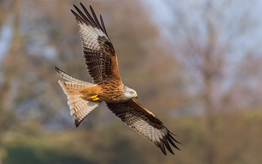 Loài diều hâu đỏ (Milvus milvus) là loài chim có vẻ ngoài uy dũng, giành được nhiều sự yêu mến của người dân Anh. Nước Anh đã làm tốt công tác bảo tồn loài chim này. Hiện có hơn 3000 cá thể loài này tại quốc gia.