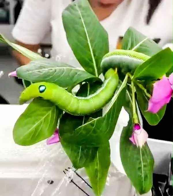 Nhìn con sâu có màu sắc đẹp, lại vốn không phải người sợ sâu, chị Ánh quyết định mang vào đặt ở chỗ chị ngồi làm việc để ngắm như một thú vui giúp giảm căng thẳng.