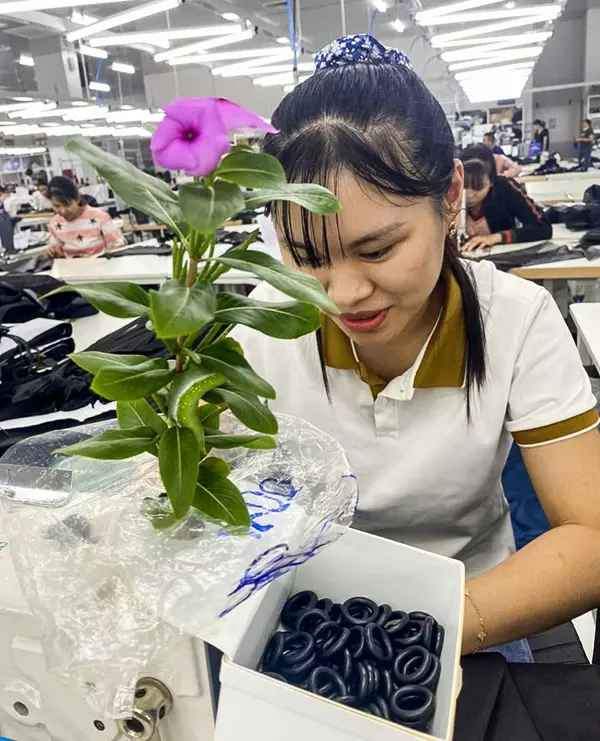 Từ đó, hàng ngày, cứ hơn 7h đến công ty làm việc chị Ánh lại ra vườn ngắt cành dừa cạn mà con sâu đang bám mang vào chỗ ngồi, 16h30 tan làm chị lại mang ra thả vào vườn.