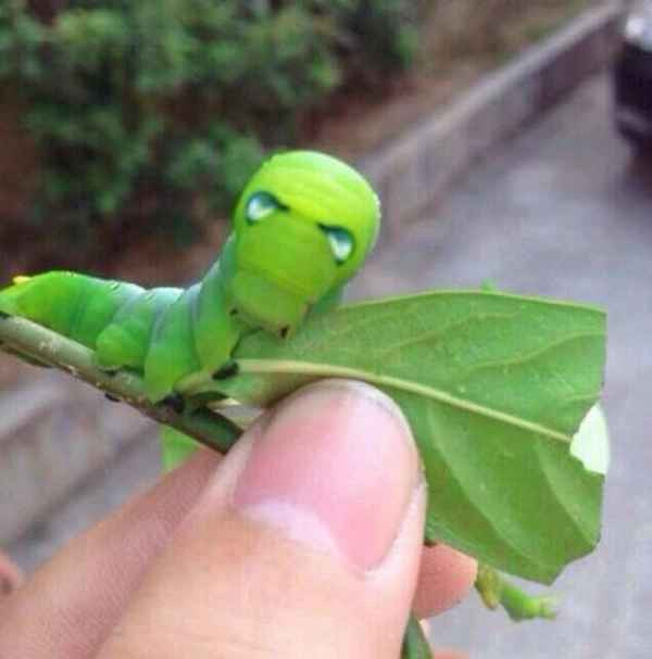 Theo chị Ánh, nhìn qua thì thấy giống nhưng mỗi con sâu có một đặc điểm khác nhau. Con thì mắt bé, con mắt to, con béo tròn, con thì bé, màu sắc sống lưng của mỗi con cũng đậm nhạt khác nhau nên chị dễ dàng nhận biết.