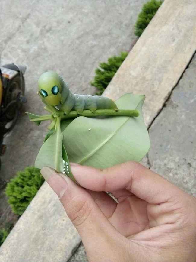 Dù là người sợ sâu nhưng thấy chị Ánh thích thú và thấy lạ, nhiều đồng nghiệp đã quay video rồi chia sẻ lên mạng xã hội. Không ngờ, video nhanh chóng nhận được nhiều sự chú ý, thu hút gần 10 triệu lượt xem.