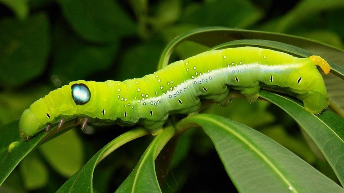 Khi đã quen với sự xuất hiện của “thú cưng” đặc biệt này, nhiều đồng nghiệp ngồi cạnh chị Ánh thậm chí còn mang sâu vào nuôi giống chị.