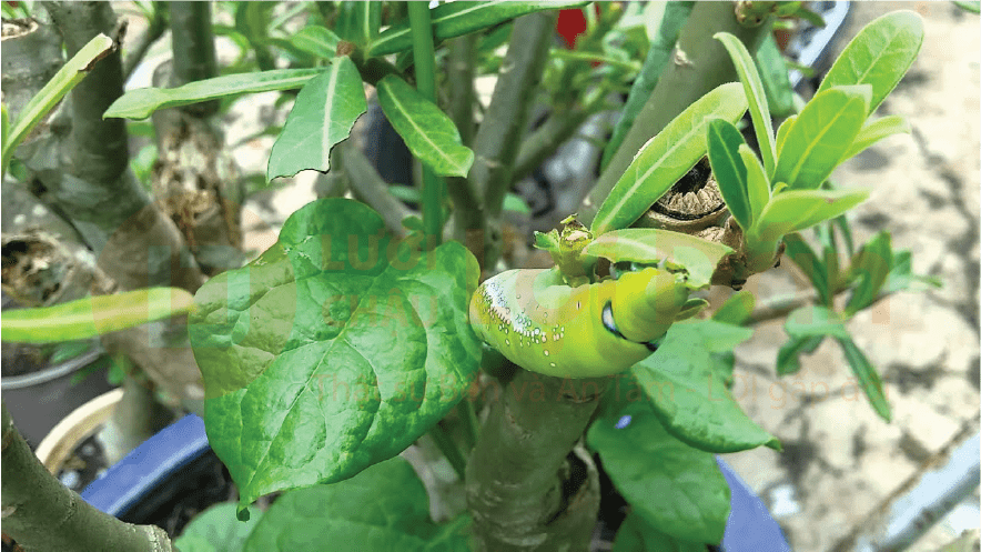 Theo chị Ánh, đây là lần đầu tiên chị nuôi sâu. Giờ đây, việc đầu tiên khi chị đến công ty là ra vườn hoa xem “thú cưng” của mình còn đó không, sau đó ngắt cành dừa cạn mang con sâu vào chỗ của mình ngồi làm. Có hôm chị bắt thêm 2-3 con vào cho chúng ở cùng nhau.