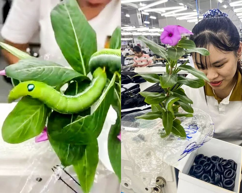 Chị Ánh chia sẻ, dãy dừa cạn trong khuôn viên công ty có nhiều con sâu tương tự nhưng chị Ánh vẫn phân biệt được đâu là “thú cưng” của mình.