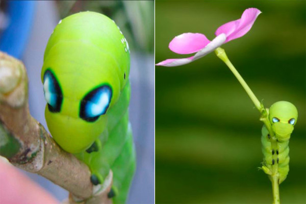 Dần dần, con sâu trở thành niềm vui nho nhỏ cho cả chị Ánh và các đồng nghiệp trong công ty. Thi thoảng mọi người chạy ra chạm tay vào hoặc lấy que gẩy gẩy để con sâu ngoe nguẩy như một thú vui giúp giảm căng thẳng.