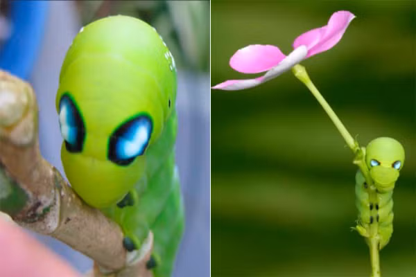 Dần dần, con sâu trở thành niềm vui nho nhỏ cho cả chị Ánh và các đồng nghiệp trong công ty. Thi thoảng mọi người chạy ra chạm tay vào hoặc lấy que gẩy gẩy để con sâu ngoe nguẩy như một thú vui giúp giảm căng thẳng.