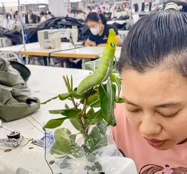 Thay vì chọn chó, mèo làm thú cưng, 1 nữ công nhân ở Hà Nam có tên Nguyễn Thị Anh lại nuôi sâu làm bạn. Cách đây khoảng nửa tháng, chị tình cờ nhìn thấy một con sâu màu xanh, béo tròn, dài khoảng 8-10cm bò trên đám cây dừa cạn trong khuôn viên công ty.
