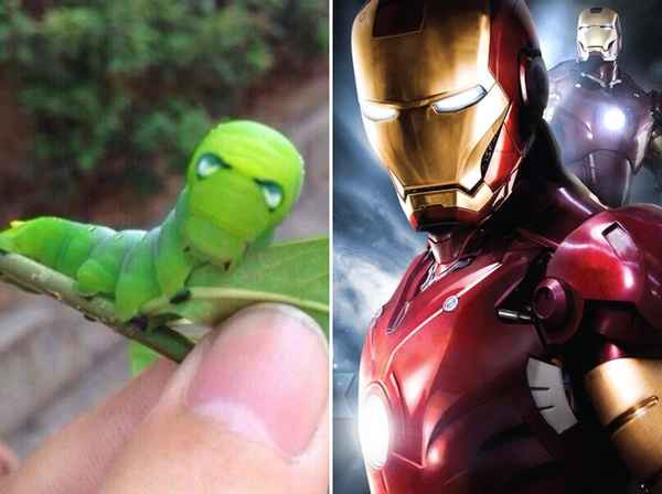 Thời điểm chị Ánh mới mang con sâu vào xưởng, các đồng nghiệp có người cảm thấy sợ và cho rằng chị kỳ quặc nhưng cũng có người tỏ ra thích thú.