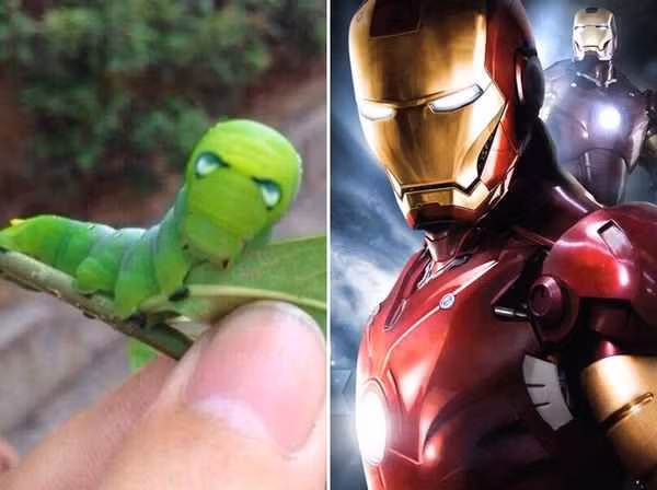 Thời điểm chị Ánh mới mang con sâu vào xưởng, các đồng nghiệp có người cảm thấy sợ và cho rằng chị kỳ quặc nhưng cũng có người tỏ ra thích thú.