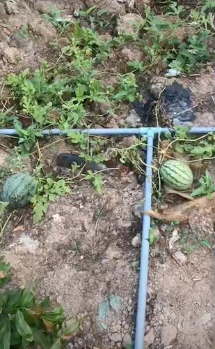 Vậy mới thấy rằng, nếu hay ăn hoa quả rồi vứt hạt lung tung khắp nơi, rồi bạn sẽ bắt gặp những cây trái có sức sống mãnh liệt, điển hình như cây dưa hấu trên.