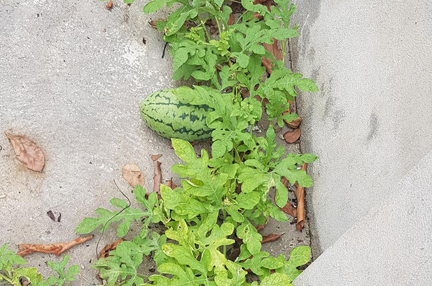 Sau khi thấy việc trồng dưa hấu bất đắc dị này, gia chủ uốn tìm cách chăm sóc, thêm dinh dưỡng cho cây nhưng không biết cách vì không có đất nên không thể bón phân thông thường, vậy nên mới đăng đàn hỏi cư dân mạng