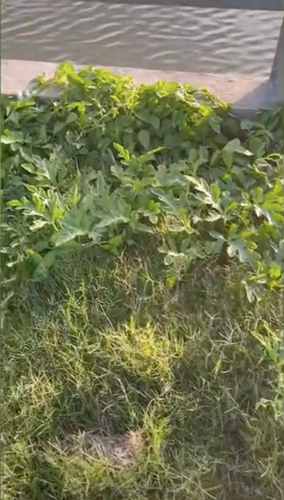 Dù không to nhưng quả dưa hấu vỏ xanh, nổi vân rõ, căng tràn nước.