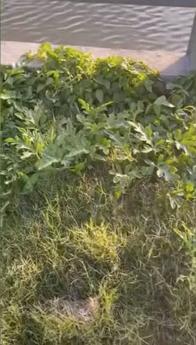 Dù không to nhưng quả dưa hấu vỏ xanh, nổi vân rõ, căng tràn nước.