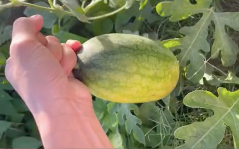 Dù nghèo nàn dinh dưỡng nhưng cây dưa hấu vẫn cho ra quả dưa hấu khá đẹp.