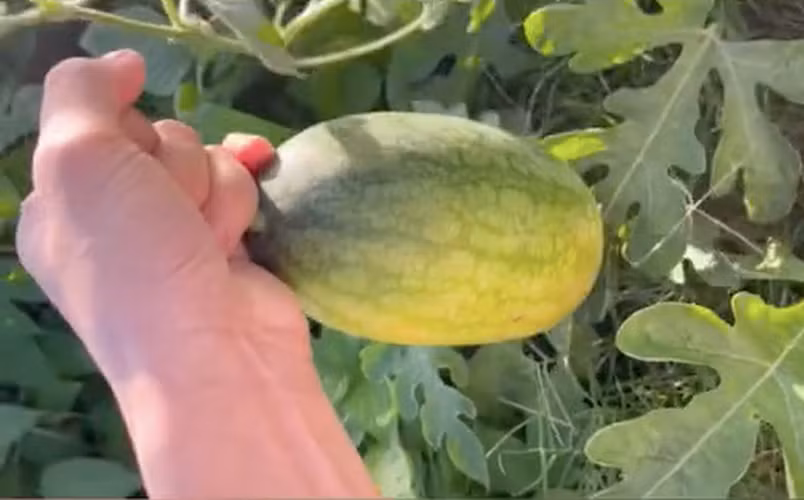 Dù nghèo nàn dinh dưỡng nhưng cây dưa hấu vẫn cho ra quả dưa hấu khá đẹp.