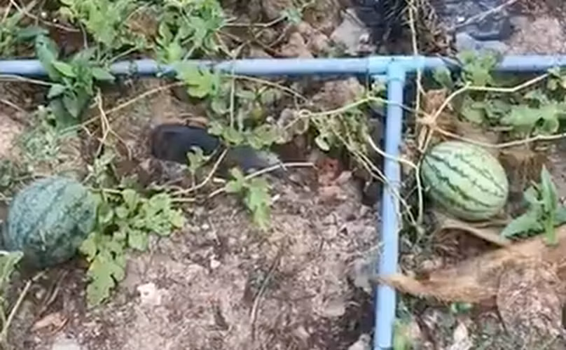 Trước đó trên MXH, từng chứng kiến không ít lần các quả dưa hấu bỗng dưng mọc lên ở những nơi không ai ngờ... điển hình như vệ đường, góc sân...