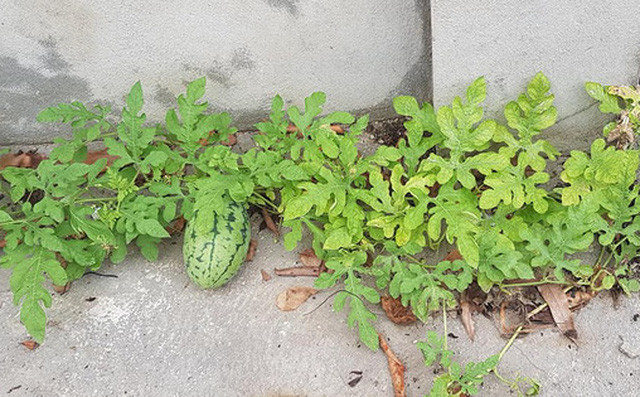 Mới đây, một cô gái ở Thái Nguyên đang khiến cư dân mạng bất ngờ với cây dưa hấu nhà mình. Không rõ từ bao giờ, một hạt dưa lạc vào chỗ khe nứt ở góc sân và nảy mầm thành cây trên nền xi măng.