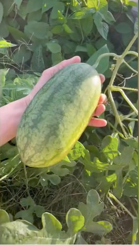 Dưới phần bình luận, cư dân mạng tư vấn cô gái có thể tỉa bớt cành lá để cây tập trung dinh dưỡng nuôi cả.