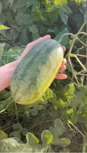 Dưới phần bình luận, cư dân mạng tư vấn cô gái có thể tỉa bớt cành lá để cây tập trung dinh dưỡng nuôi cả.