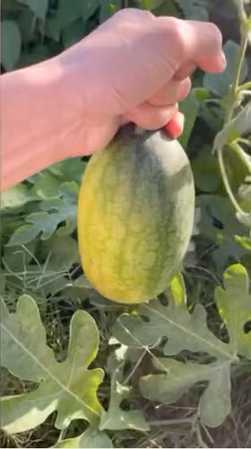 Thêm vào đó có thể tìm mua các loại phân bón phun lá như phân đầu trâu, như vậy có thể chăm sóc tốt cho cây hơn.