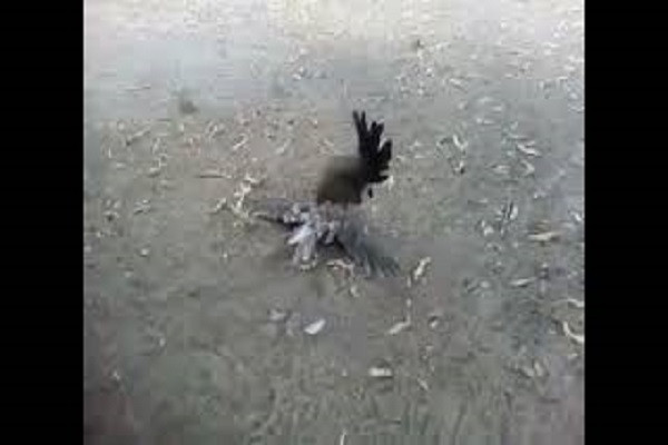 Video: Ga me tan cong dieu hau, ke thu chet... khong kip nham mat