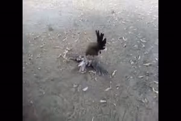 Video: Ga me tan cong dieu hau, ke thu chet... khong kip nham mat