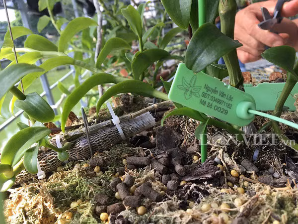 Bi lua mua lan phi diep dot bien 2,6 ty, ca nha bat an lai mang tieng xau-Hinh-4