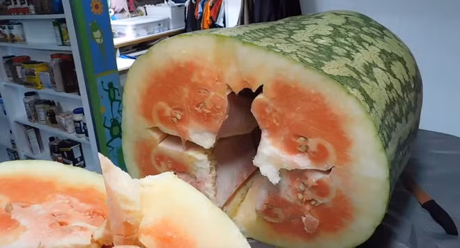 Tưởng rằng sẽ được một bữa no nê với quả dưa hấu ngon lành nhưng tới lúc nhìn thấy bên trong, ông ta "sốc nặng" vì quả dưa chẳng đỏ mọng và có nhiều thịt như mong đợi.