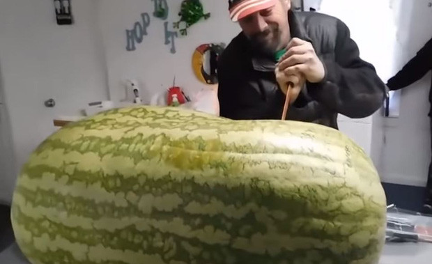 Trồng được quả dưa khổng lồ thì thật đáng khiến người khác trầm trồ, thế nhưng nếu lỡ bán trái dưa này cho vị khách nào đó thì quả thật bác nông dân kia chẳng biết giấu mặt vào đâu.