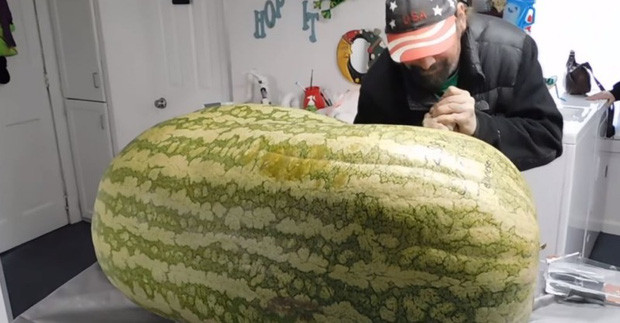 Ban đầu, người đàn ông này còn có ý định đem bán nó cho người khác. Thế nhưng sau một lúc suy nghĩ kỹ, ông quyết định bổ dưa hấu ra thưởng thức.