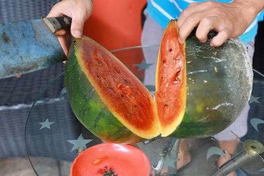 Trước đó trên MXH, hai cô gái người Việt từng có màn bổ dưa hơn chục ký và cho ra kết quả đáng tiếc, phần ruột dưa chín đỏ nhưng bị rỗng khá nhiều chỗ.