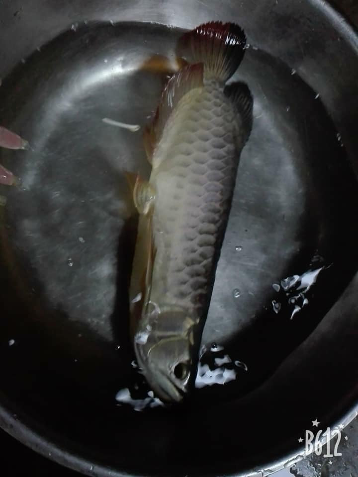 Hành động của người phụ nữ khiến cư dân mạng sốc, họ cho rằng, việc chiên cá sẽ khiến chồng bị tổn thương bởi đây là vật cưng được anh yêu thương chăm sóc suốt thời gian qua.